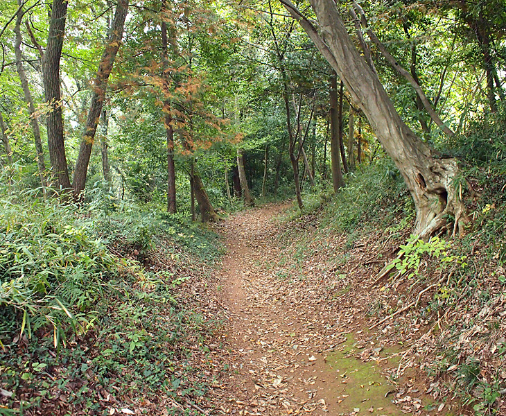 さいたま緑の森博物館