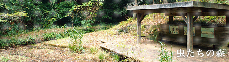 虫たちの森