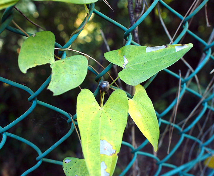 荒幡富士市民の森、むかご