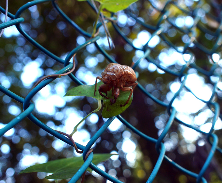 荒幡富士市民の森、蝉の抜け殻
