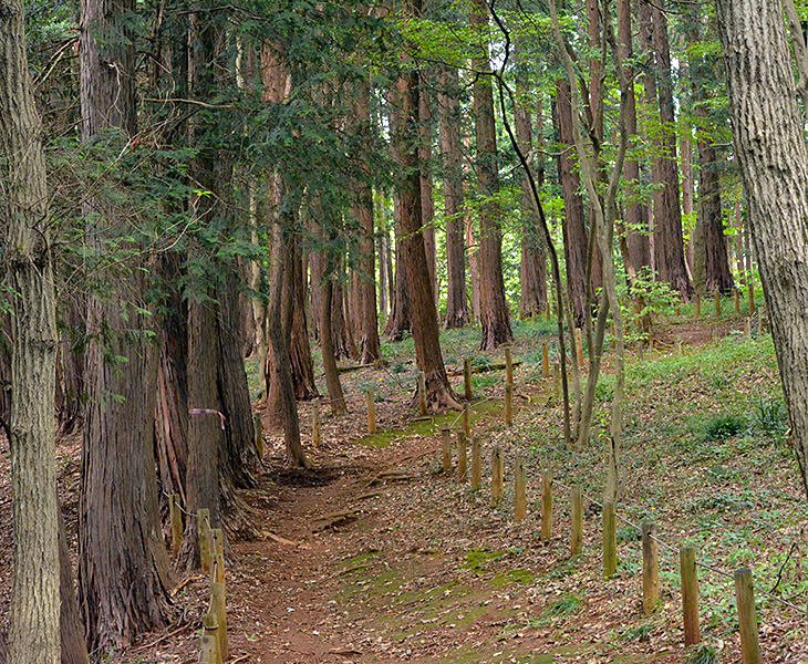 東大和狭山緑地