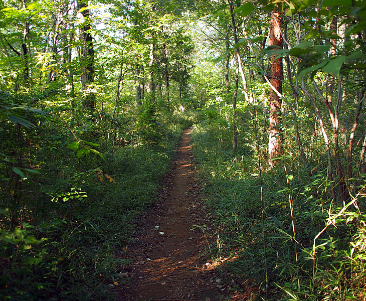 都立野山北・六道山公園 尾引山遊歩道