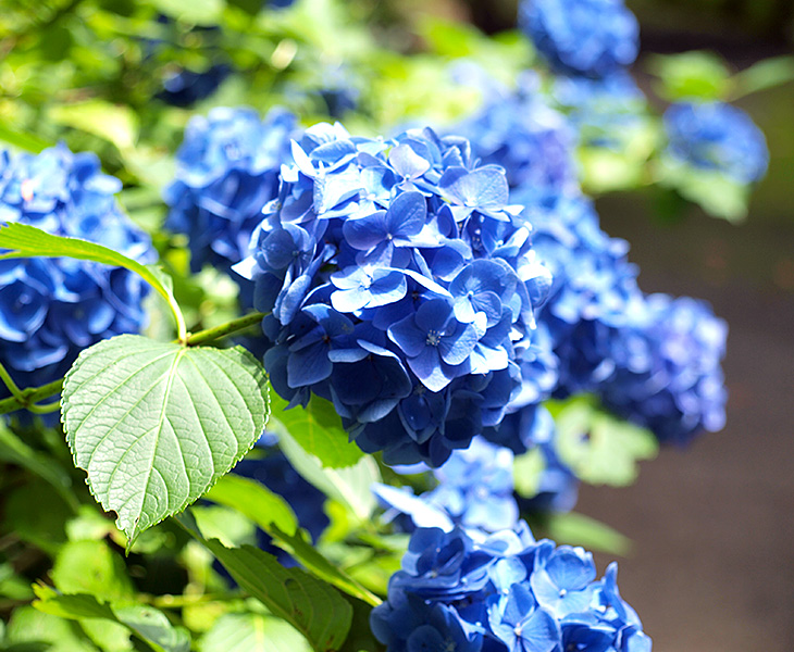 狭山不動尊の紫陽花