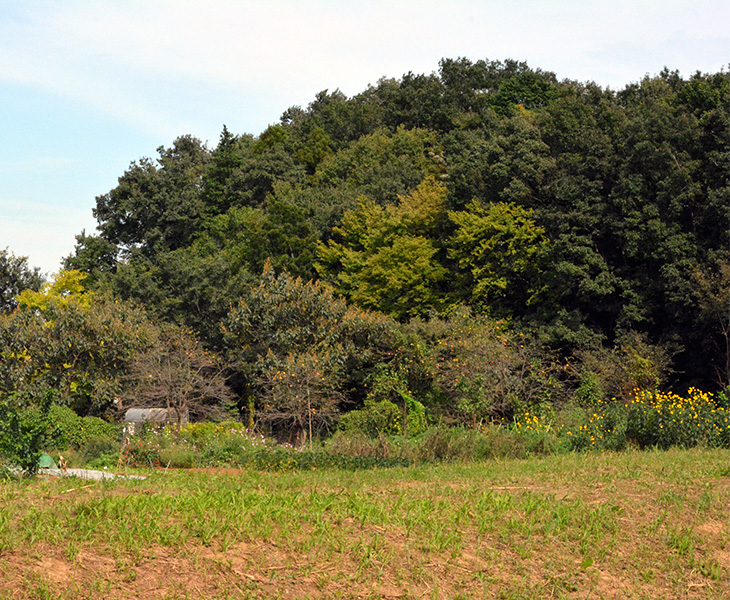 トトロの森19号地
