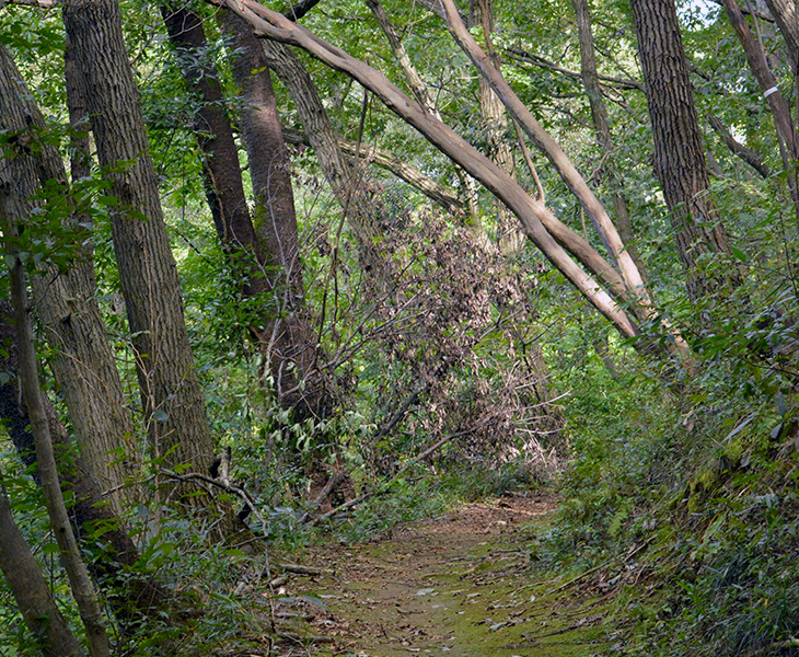 トトロの森19号地