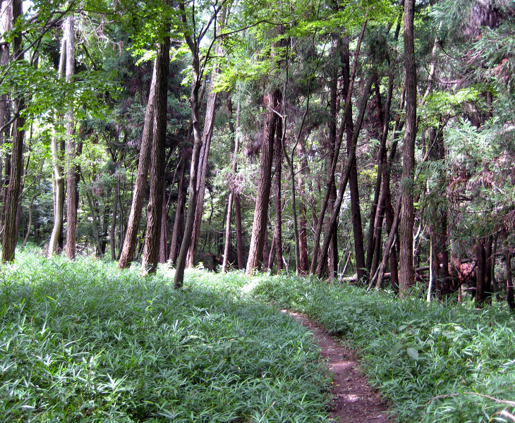 トトロの森4号地
