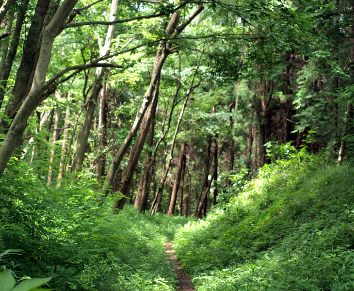 トトロの森4号地