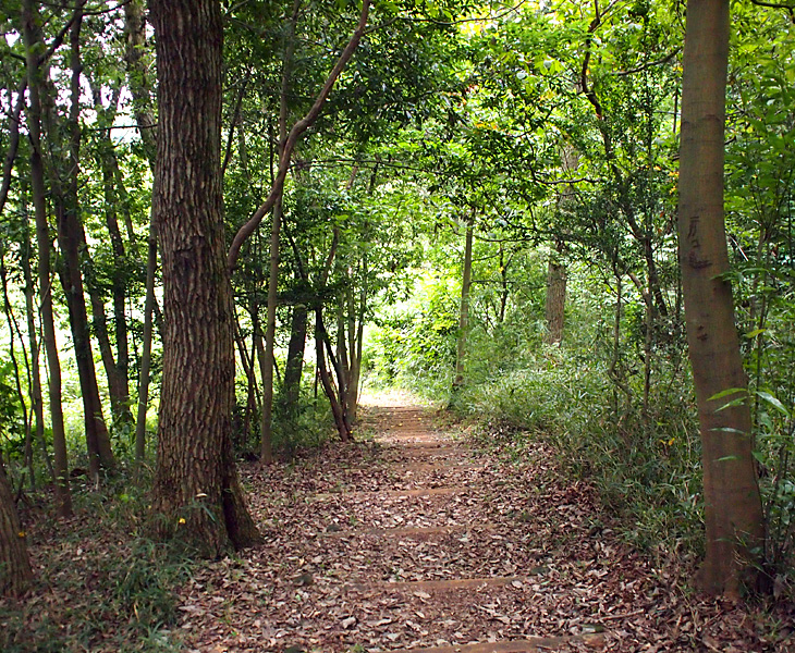 トトロの森37号地