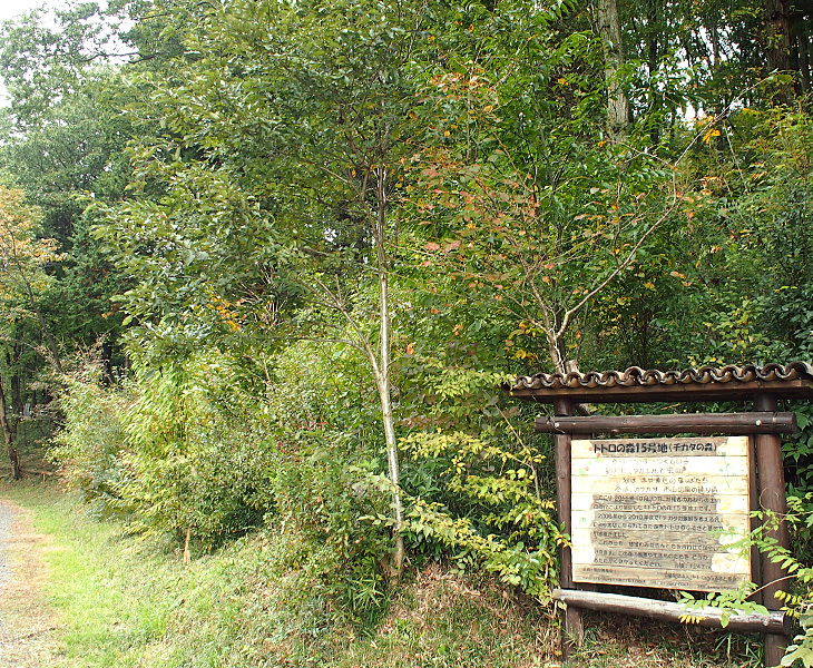トトロの森15号地