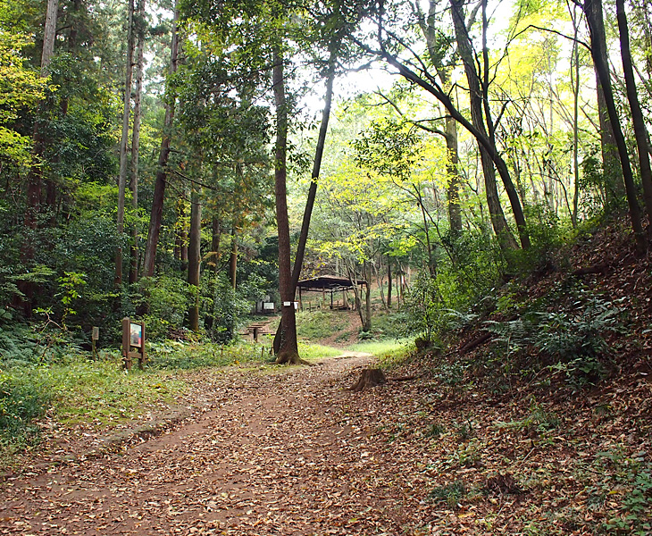 緑のトラスト 保全第二号地 狭山丘陵・雑魚入樹林地
