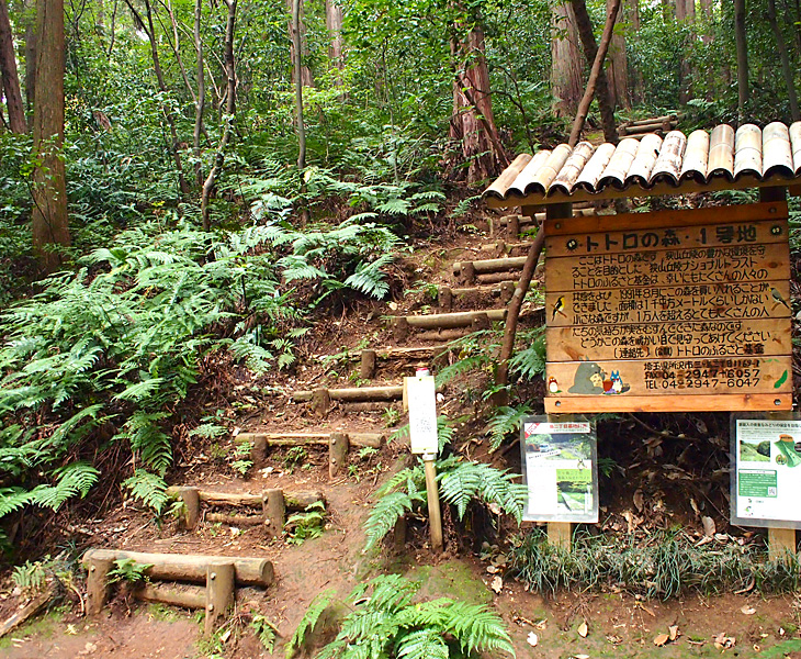 トトロの森1号地