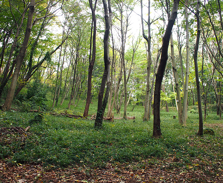 緑のトラスト 保全第二号地 狭山丘陵・雑魚入樹林地