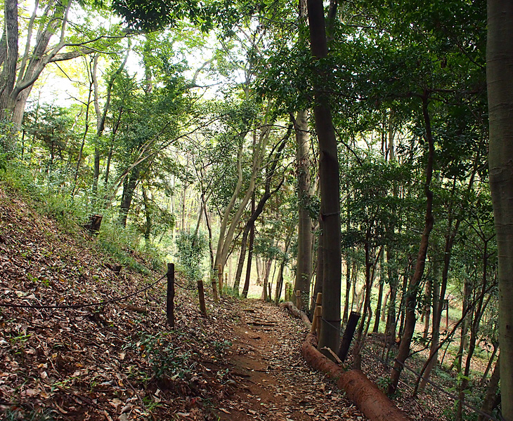 緑のトラスト 保全第二号地 狭山丘陵・雑魚入樹林地