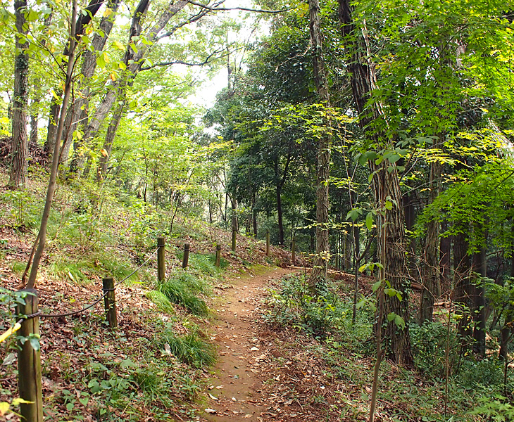 緑のトラスト 保全第二号地 狭山丘陵・雑魚入樹林地