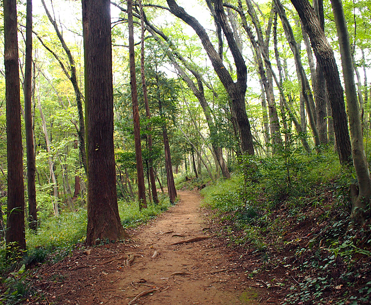 緑のトラスト 保全第二号地 狭山丘陵・雑魚入樹林地